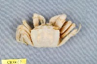 藏品(角眼沙蟹)的圖片